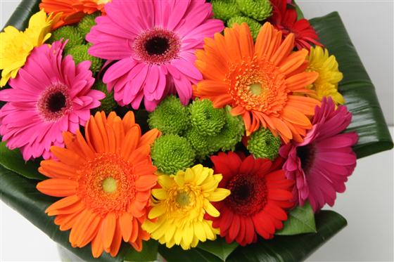 Just Gerberas